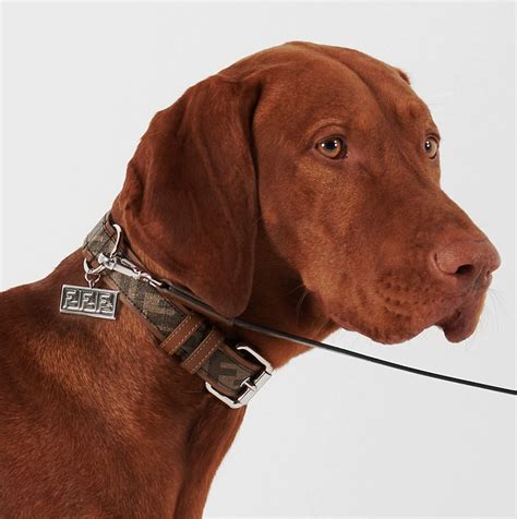 luxury dog accessories brands